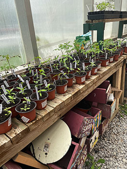 plants grown from seed in pots in the greenhouse