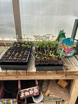 seedlings growing in the greenhouse